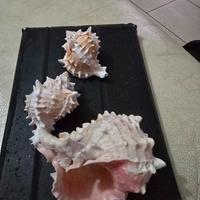 Conchiglie da mia collezione