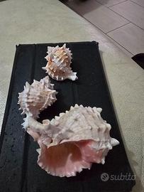 Conchiglie da mia collezione