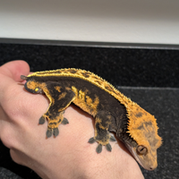 Geco crestato - Correlophus ciliatus