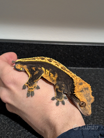 Geco crestato - Correlophus ciliatus