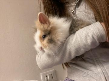 Coniglio nano testa di leone 2 mesi