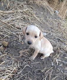 Cuccioli cane