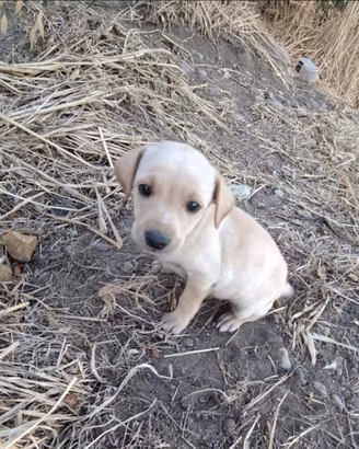 Cuccioli cane