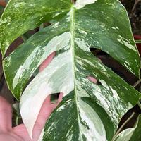 Svendita piante rare tropicali