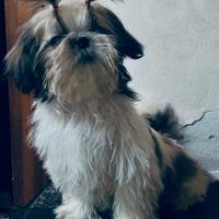 Cuccioli Shih tzu
