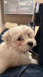 Cuccioli maltipoo