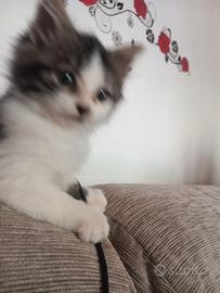 Gattina a pelo lungo