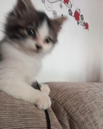 Gattina a pelo lungo
