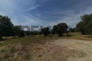 Terreno Edificabile - Torrevecchia Teatina
