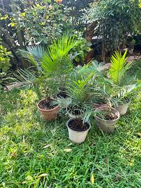 Piantine di Cycas