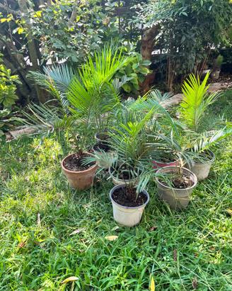 Piantine di Cycas