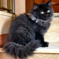 Gatti persiani Chinchilla (2 femmine)