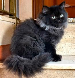 Gatti persiani Chinchilla (2 femmine)