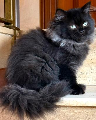 Gatti persiani Chinchilla (2 femmine)