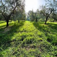 Terreno agricolo Edificabile
