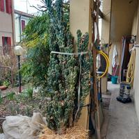 Cereus peruvianus mostruosus adulto