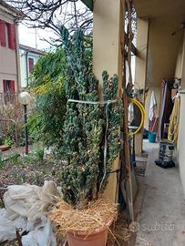 Cereus peruvianus mostruosus adulto