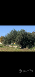 Permuto casa in campagna più terreno con casa o