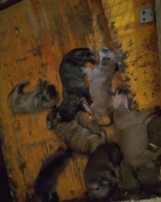 Cuccioli segugi maremmani