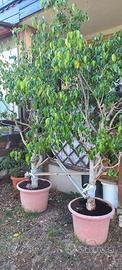 Ficus benjamin