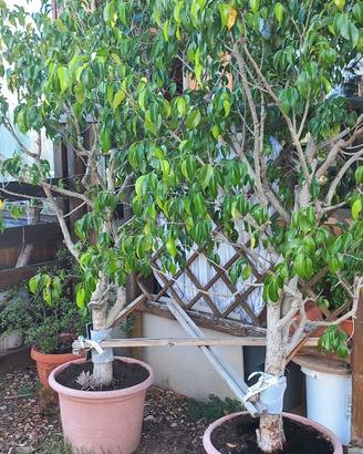 Ficus benjamin
