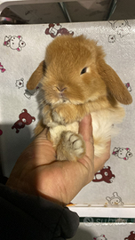 Cuccioli coniglio ariete nano fulvi