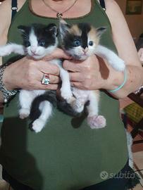 Gatti persiani