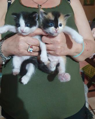 Gatti persiani