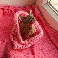 Sphynx femina,manto gomma