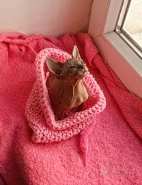 Sphynx femina,manto gomma