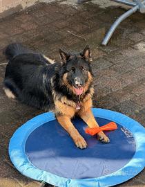 piscinetta cani