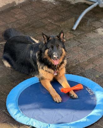 piscinetta cani
