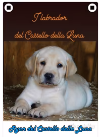 Labrador Maschio Biondo Pedigree ENCI
