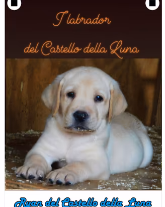 Labrador Maschio Biondo Pedigree ENCI