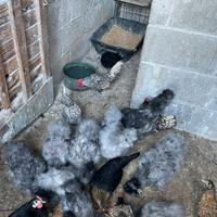 Gallinelle Moroseta nane