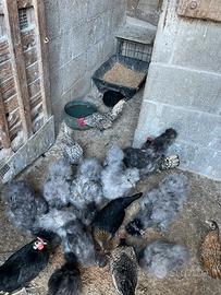 Gallinelle Moroseta nane