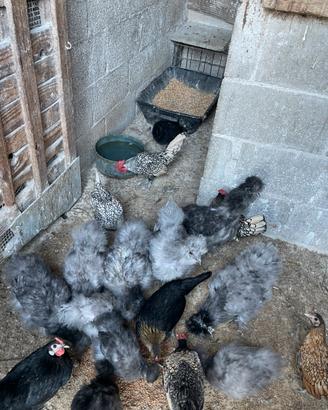 Gallinelle Moroseta nane