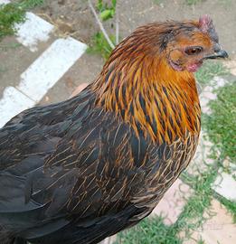 Gallina