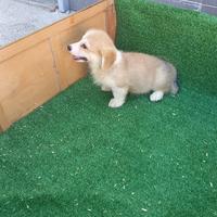 Cuccioletti di welsh corgi