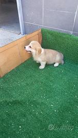 Cuccioletti di welsh corgi