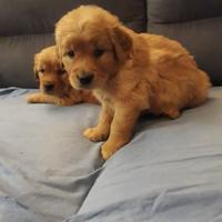 Cuccioli golden retriever con pedigree