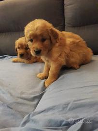 Cuccioli golden retriever con pedigree
