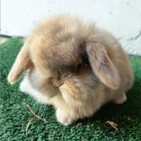 Conigli di razza ariete nano e minilop