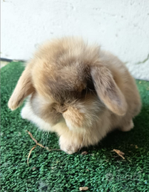 Conigli di razza ariete nano e minilop