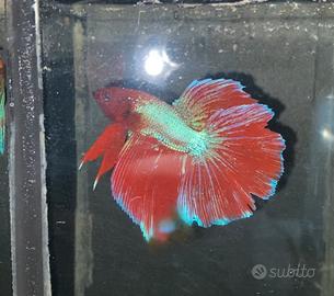 Betta Splendens pesce combattente