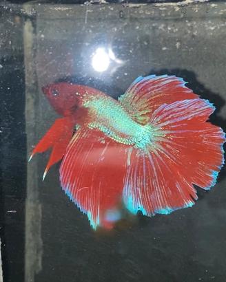 Betta Splendens pesce combattente