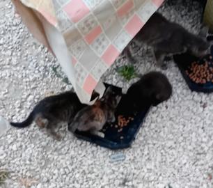 Cuccioli di gatto
