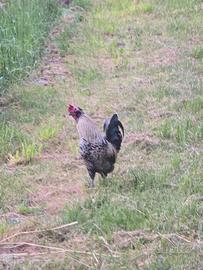 Gallo