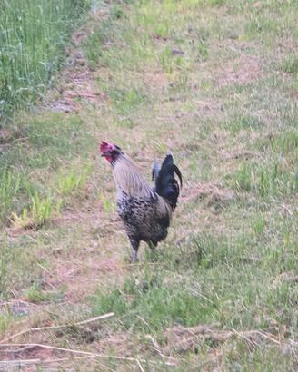 Gallo