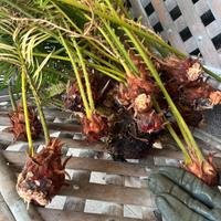 Polloni di Cycas revoluta con foglie